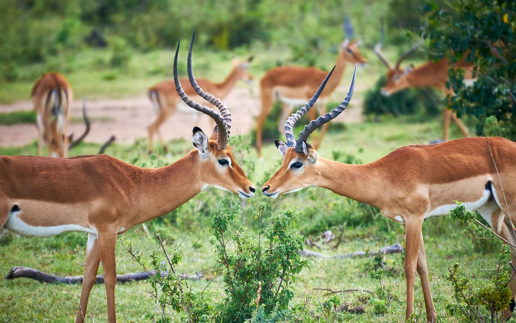 Impalas Kiss